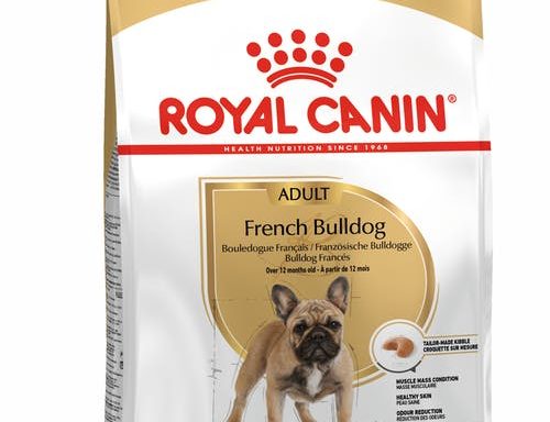French Bull Dog