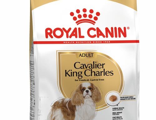Cavalier King Charles