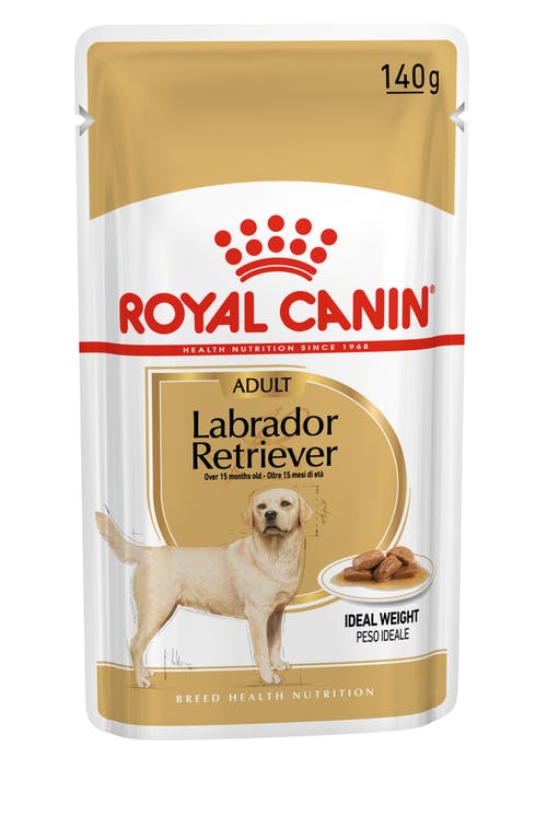 Labrador Retriever Adult
