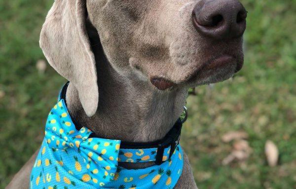Bandanas