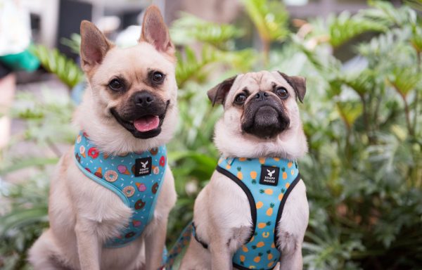 Dog and Cat Harnesses