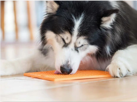 FEEDING + TREATS + ENTERTAINMENT